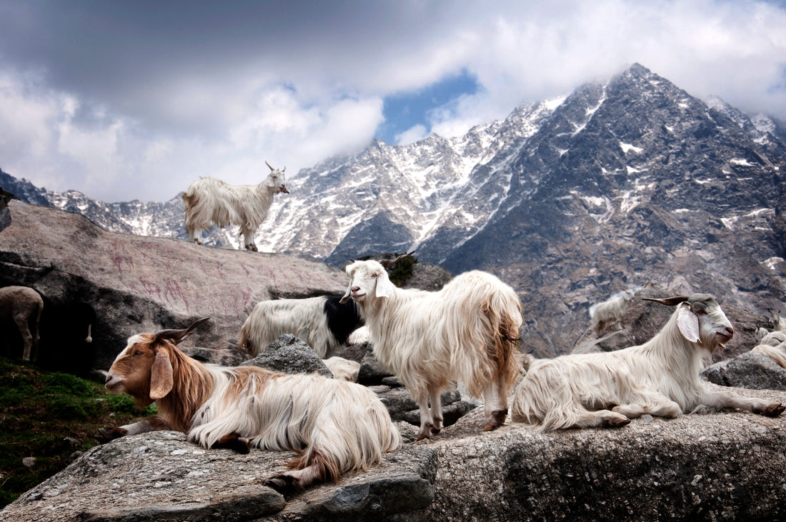 Cashmere: From Inner Mongolia to You